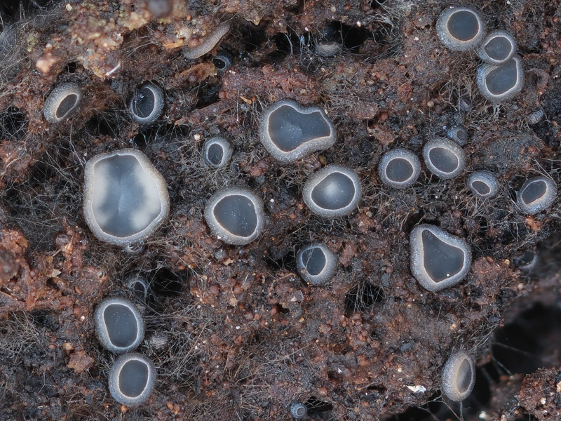 Mollisia scopiformis